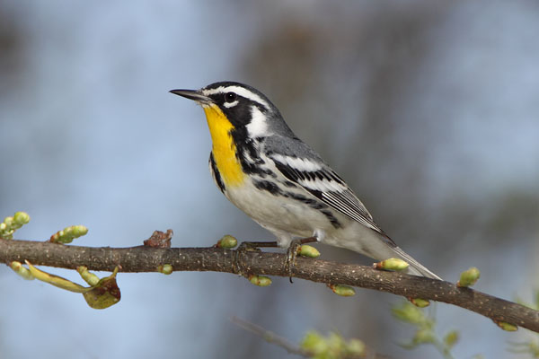 Yellow-throated Warbler © Russ Chantler